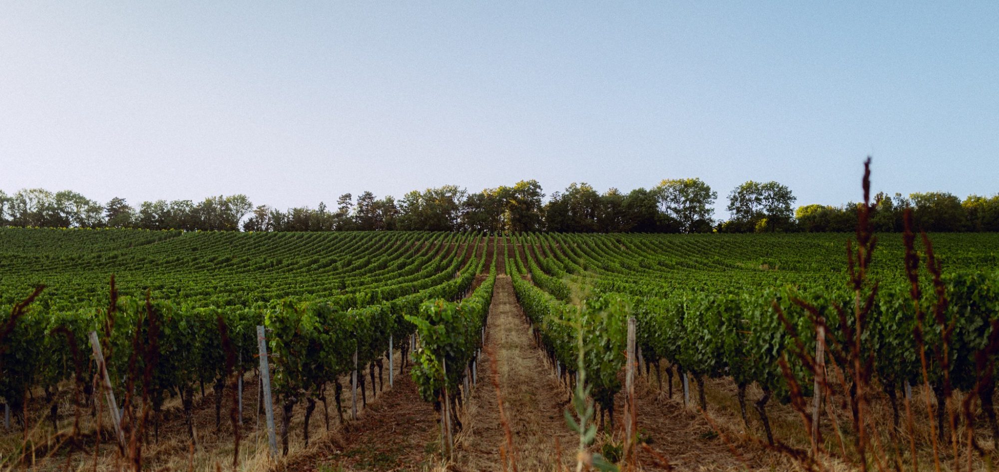 Weinberg mit geraden Rebenreihen und einem klaren Himmel im Hintergrund.